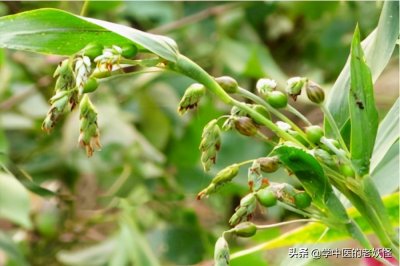 ​薏苡仁的功效与作用（利水渗湿消肿）