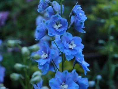 ​预习∥八年级上第2课《首届诺贝尔奖颁发》