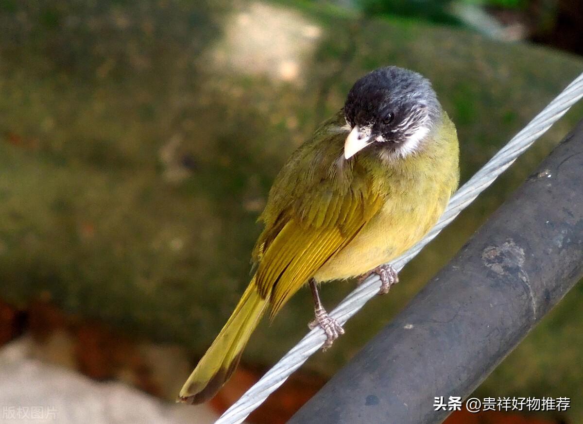 麻雀要在阳台做窝怎么赶（家里最简单的驱麻雀办法）(图2)