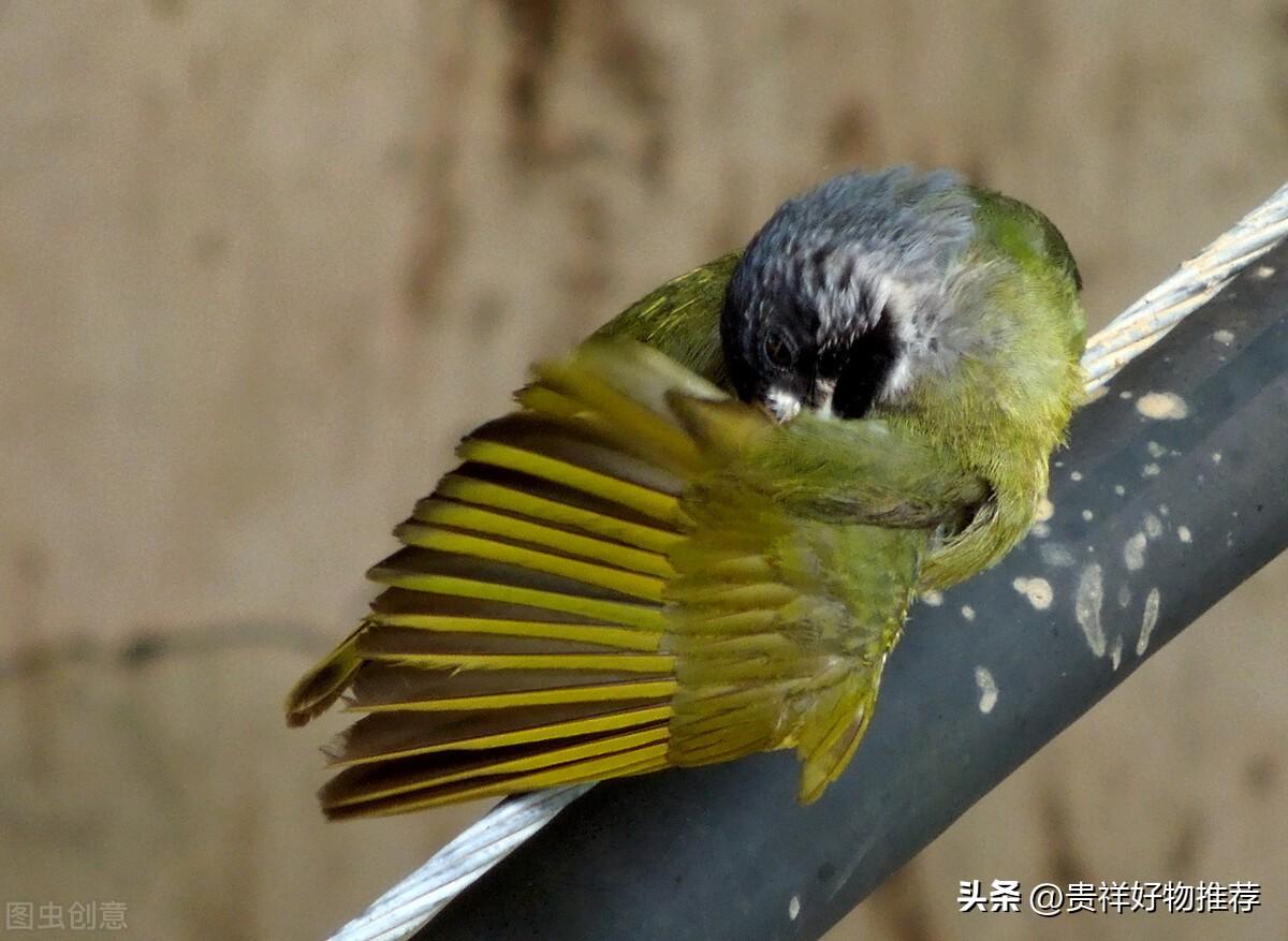 麻雀要在阳台做窝怎么赶（家里最简单的驱麻雀办法）(图1)