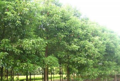 ​香樟树的特点是什么,香樟树有什么作用