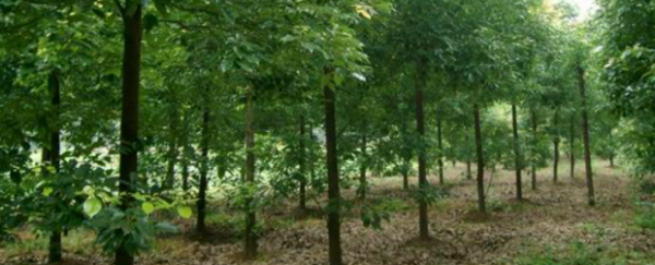 香樟树的特点是什么,香樟树有什么作用图3