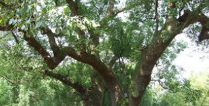 香樟树的特点是什么,香樟树有什么作用图2