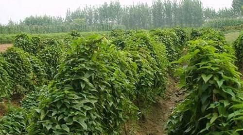 淮山的营养价值和功效，淮山药，传统种植的和新技术种植相比，哪种营养价值高？图3