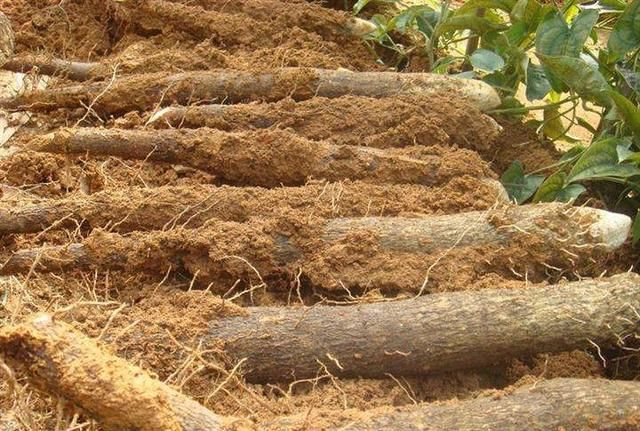 淮山的营养价值和功效，淮山药，传统种植的和新技术种植相比，哪种营养价值高？图2