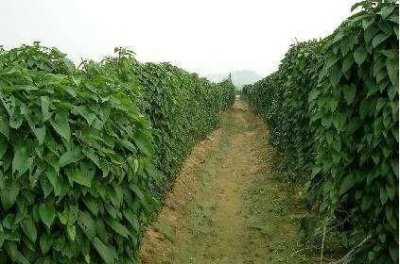 ​淮山的营养价值和功效，淮山药，传统种植的和新技术种植相比，哪种营养价值高