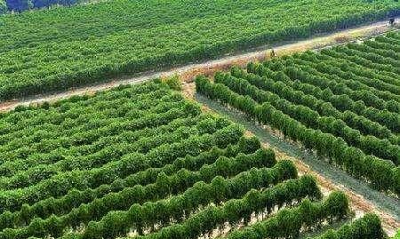 淮山的营养价值和功效，淮山药，传统种植的和新技术种植相比，哪种营养价值高？图4