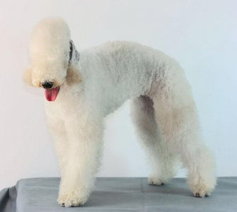 ​最怪异的狗的分支:贝灵顿梗一条纯种要价5万美元