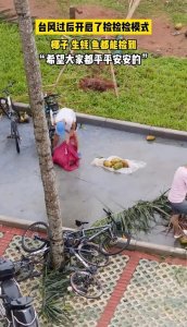 ​海南台风过后生蚝、椰子捡不完？专家：不建议食用！