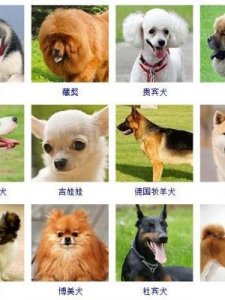​狗有多少种(狗狗有什么品种)