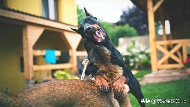 美系杜宾犬介绍(百科杜宾犬)(6)