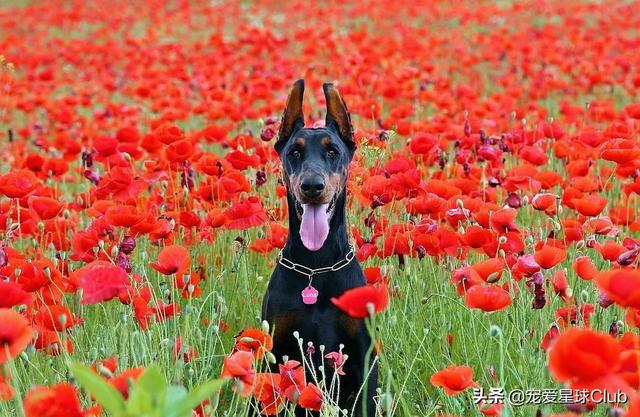 美系杜宾犬介绍(百科杜宾犬)(11)