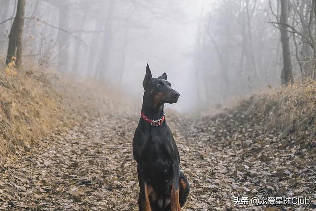 美系杜宾犬介绍(百科杜宾犬)(18)