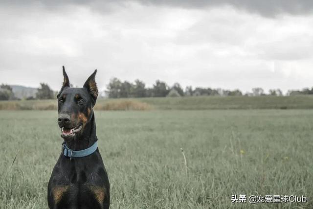 美系杜宾犬介绍(百科杜宾犬)(9)