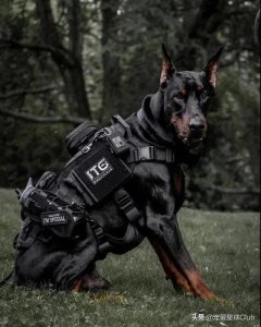 ​美系杜宾犬介绍（百科杜宾犬）