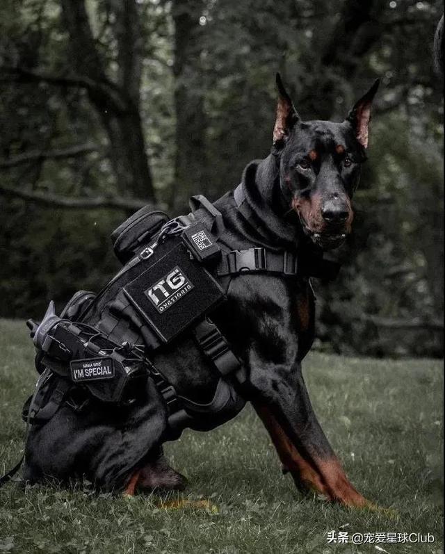 美系杜宾犬介绍(百科杜宾犬)(1)