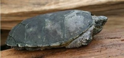 ​冷门龟科普讲堂4 平背麝香龟