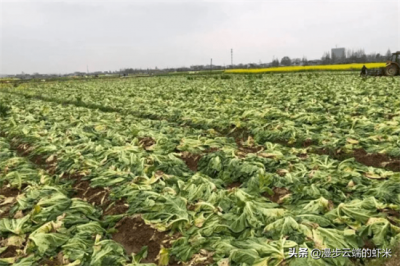​土坑酸菜现状如何（土坑酸菜现状如何：改种黄豆、菜农从不依靠土坑酸菜维持生