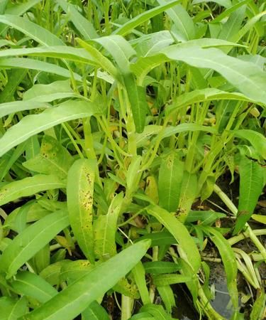 白空心菜如何择