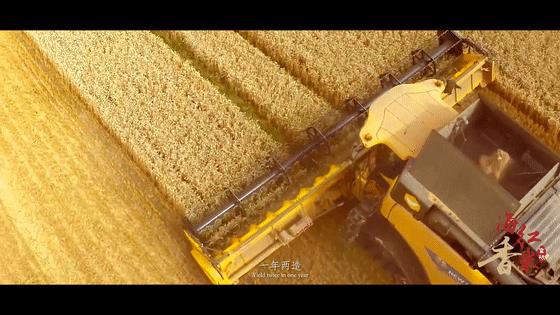 那些年深日久的努力,终有一天会开花结果!