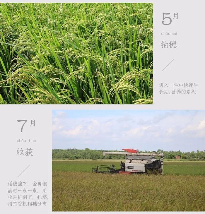 那些年深日久的努力,终有一天会开花结果!