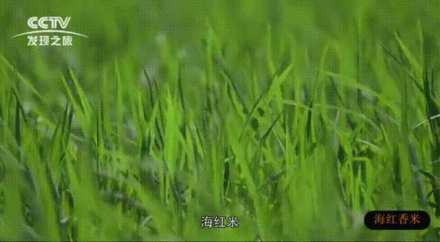 那些年深日久的努力,终有一天会开花结果!