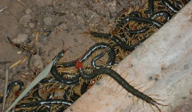 蜈蚣怎么养活