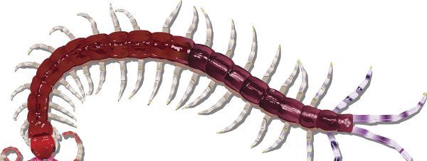 蜈蚣吃什么长大,蜈蚣是吃什么长大的?图5