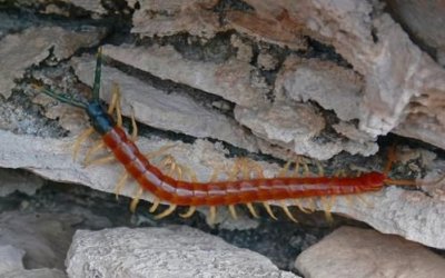 ​蜈蚣吃什么长大,蜈蚣是吃什么长大的?