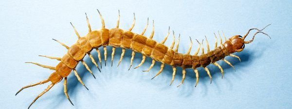 蜈蚣吃什么长大,蜈蚣是吃什么长大的?图4