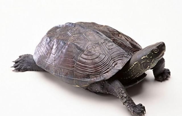 乌龟的种类图片，乌龟的品种带尖及图片？图6