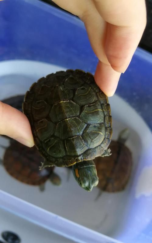 乌龟的种类介绍好段