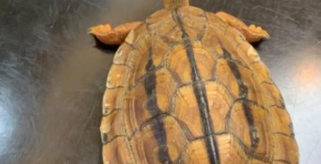 乌龟的种类图片，乌龟的品种带尖及图片？图4