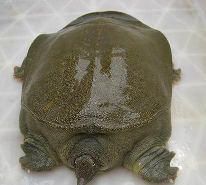 乌龟的种类图片，乌龟的品种带尖及图片？图8