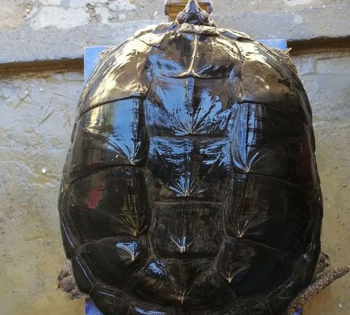 乌龟的品种带尖及图片