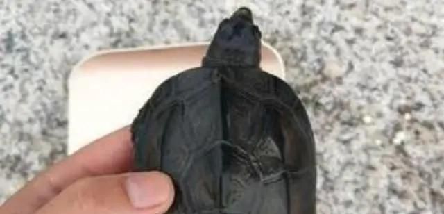 乌龟的种类图片，乌龟的品种带尖及图片？图5