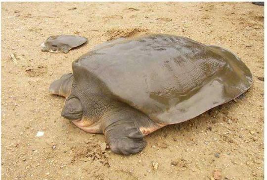 乌龟的种类图片，乌龟的品种带尖及图片？图7