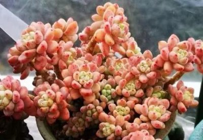 ​养了3年的多肉劳尔，长成老桩香味迷人，方法简单适合新手