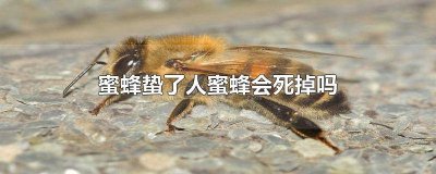 ​蜜蜂蛰了人蜜蜂会死吗图片 蜜蜂蛰了人蜜蜂为什么会死