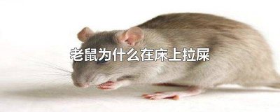 ​老鼠为什么要在床上拉屎 老鼠为什么会到床上拉屎
