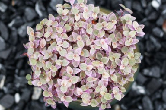 胭脂云夏天怎么养(图2)