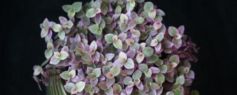 胭脂云夏天怎么养(图1)