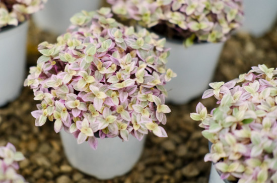 胭脂云夏天怎么养(图4)