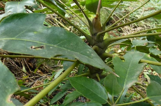 鹅掌木养殖方法和注意事项为什么会掉叶子(图2)