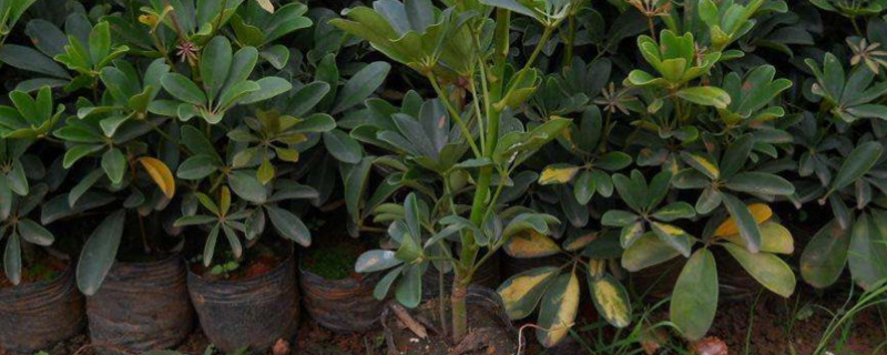 鹅掌木养殖方法和注意事项为什么会掉叶子(图1)