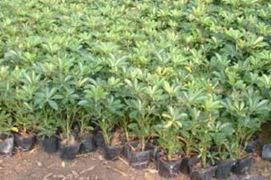 鹅掌木养殖方法和注意事项为什么会掉叶子(图4)