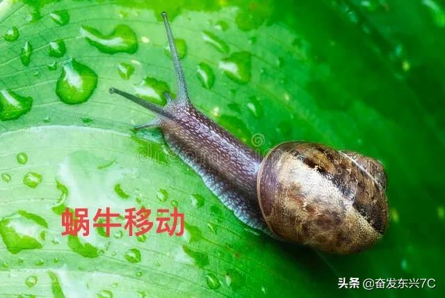 蜗牛有脚吗(蜗牛的腹足算不算脚)