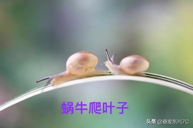 蜗牛有脚吗(蜗牛的腹足算不算脚)