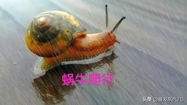 蜗牛有脚吗(蜗牛的腹足算不算脚)