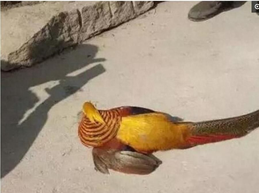 小伙竟然抓到一只凤凰，让人叹为观止